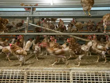 Fotografía de archivo de una granja de producción ecológica de huevos Fotografía de archivo de una granja de producción ecológica de huevos