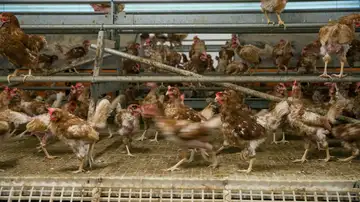 Fotografía de archivo de una granja de producción ecológica de huevos Fotografía de archivo de una granja de producción ecológica de huevos