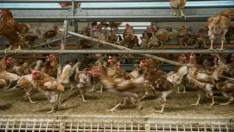 Fotografía de archivo de una granja de producción ecológica de huevos Fotografía de archivo de una granja de producción ecológica de huevos