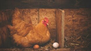 Imagen de archivo de una gallina y unos huevos.