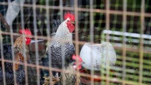 Imagen de aves de corral, gallinas y gallos mestizos en una aldea de Palas de Rei