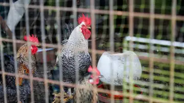 Imagen de aves de corral, gallinas y gallos mestizos en una aldea de Palas de Rei Imagen de aves de corral, gallinas y gallos mestizos en una aldea de Palas de Rei