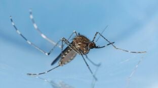 Mosquito Culex como los que transmiten el virus Usutu