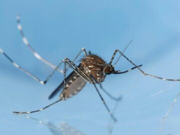 Mosquito Culex como los que transmiten el virus Usutu