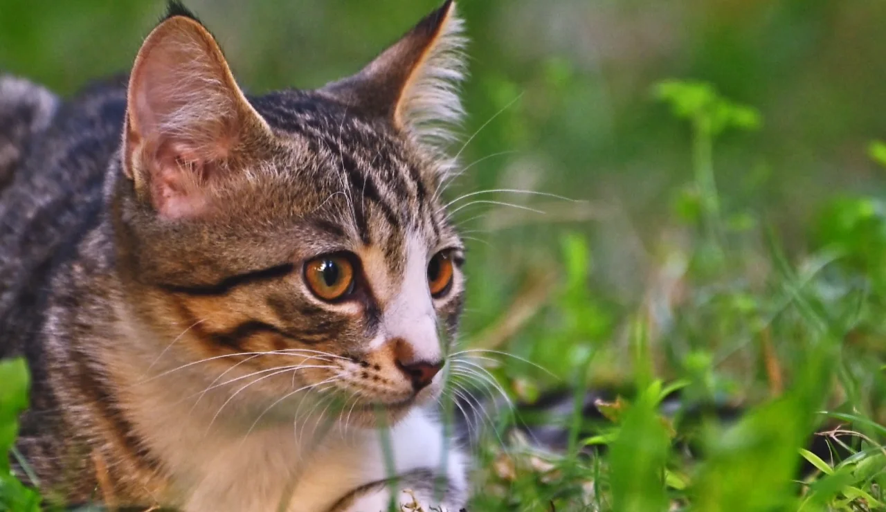 El asombroso “radar interno” de los gatos, explicado por la ciencia