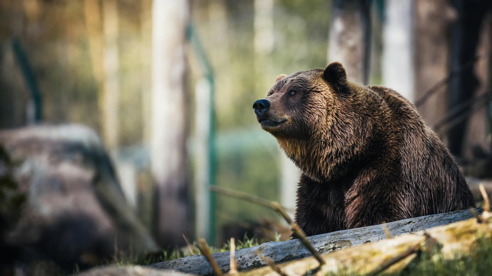 Once heridos, incluidos varios niños, por el ataque de un oso durante una excursión escolar Once heridos, incluidos varios niños, por el ataque de un oso durante una excursión escolar