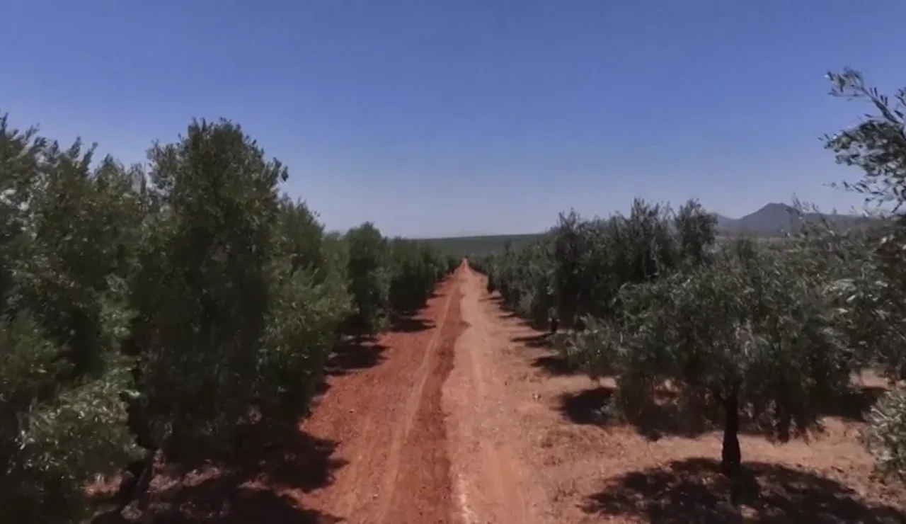 Día Mundial del Olivo