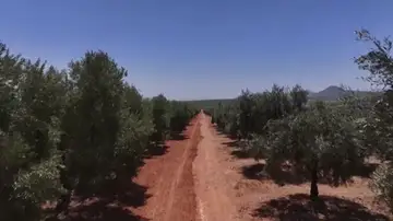 Día Mundial del Olivo Día Mundial del Olivo