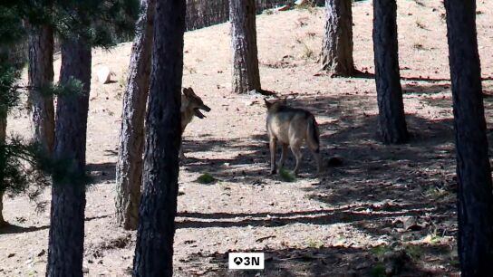 Los lobos ponen en jaque la continuidad de los reba&ntilde;os ovejas en Cabez&oacute;n de la Sal