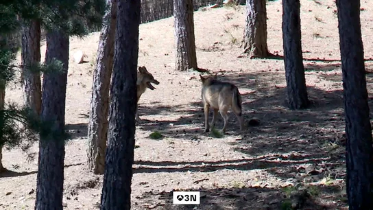 Los lobos ponen en jaque la continuidad de los rebaños ovejas en Cabezón de la Sal Los lobos ponen en jaque la continuidad de los rebaños ovejas en Cabezón de la Sal