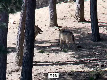 Los lobos ponen en jaque la continuidad de los rebaños ovejas en Cabezón de la Sal Los lobos ponen en jaque la continuidad de los rebaños ovejas en Cabezón de la Sal