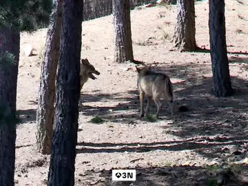 Los lobos ponen en jaque la continuidad de los rebaños ovejas en Cabezón de la Sal Los lobos ponen en jaque la continuidad de los rebaños ovejas en Cabezón de la Sal