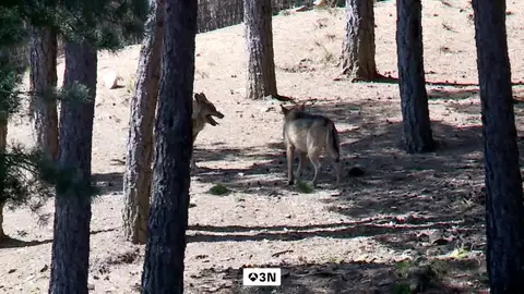Los lobos ponen en jaque la continuidad de los rebaños ovejas en Cabezón de la Sal Los lobos ponen en jaque la continuidad de los rebaños ovejas en Cabezón de la Sal
