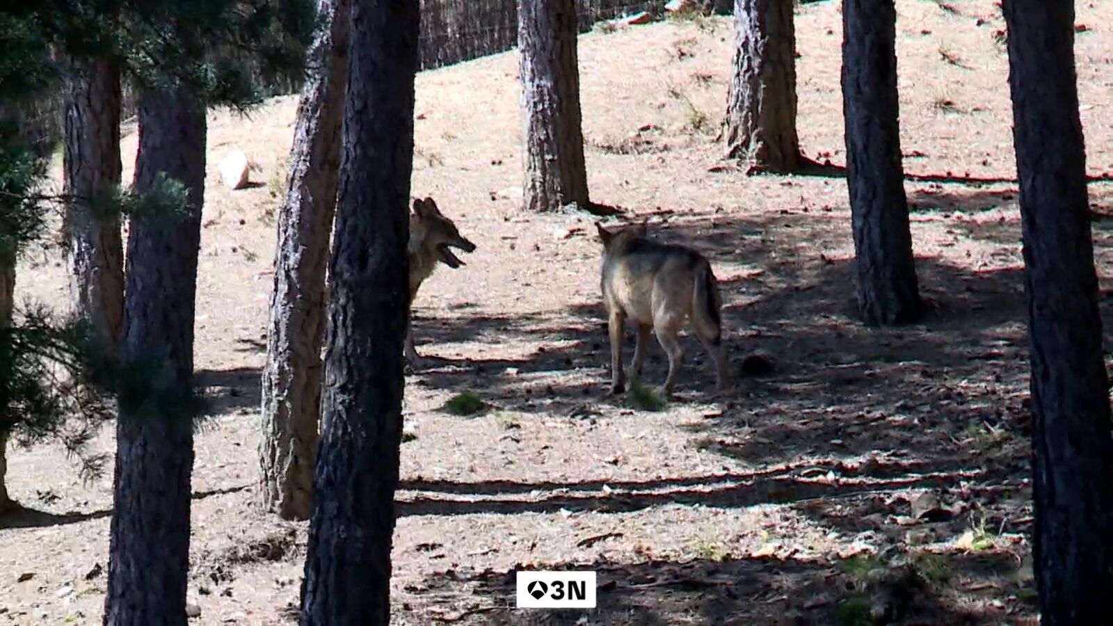 Los lobos ponen en jaque la continuidad de los rebaños ovejas en Cabezón de la Sal