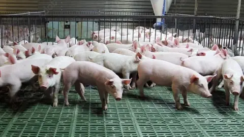 Granja de cerdos Granja de cerdos