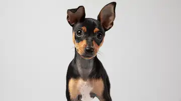 Perro pequeño Perro pequeño