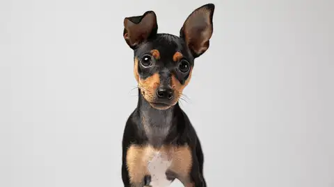 Perro pequeño Perro pequeño