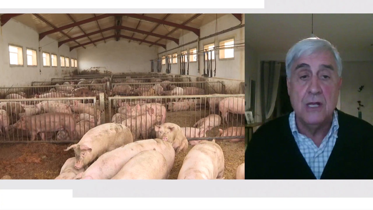 아프리카돼지열병, 백신 없는 덫에 걸리다 😥