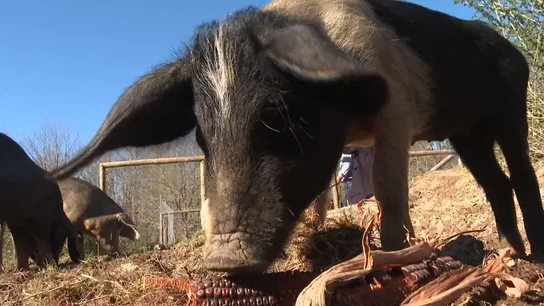 Cerdo Cerdo