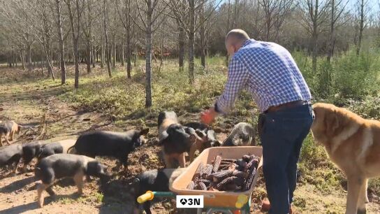 Seis casos de peste porcina blindan 76 municipios catalanes y suspenden actividades en parques naturales 