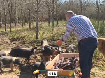Seis casos de peste porcina blindan 76 municipios catalanes y suspenden actividades en parques naturales 