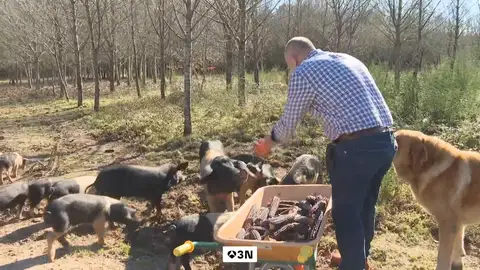 Seis casos de peste porcina blindan 76 municipios catalanes y suspenden actividades en parques naturales Seis casos de peste porcina blindan 76 municipios catalanes y suspenden actividades en parques naturales