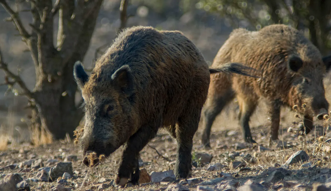 Imagen de jabalíes en el campo