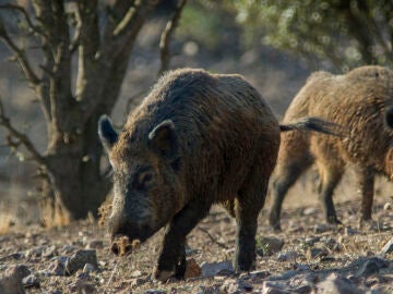 Imagen de jabalíes en el campo 