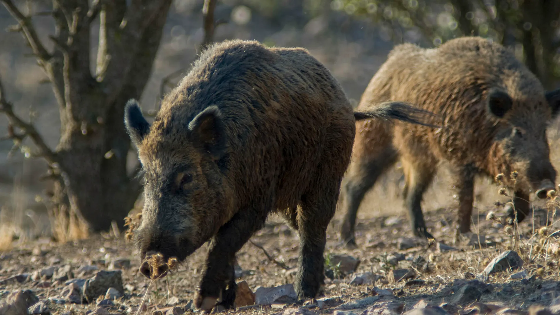 Imagen de jabalíes en el campo Imagen de jabalíes en el campo