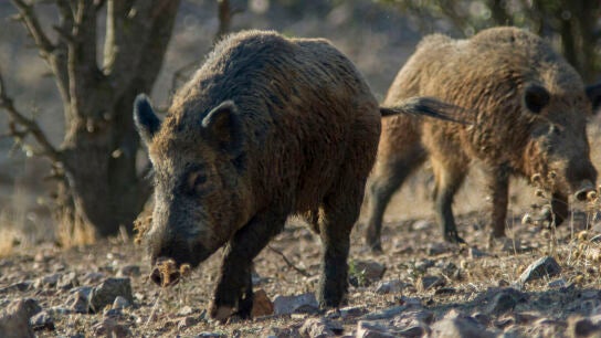 Imagen de jabal&iacute;es en el campo. 