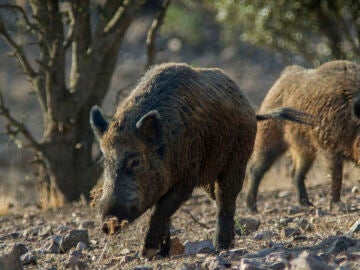 Imagen de jabalíes en el campo. 