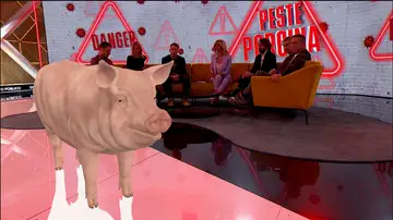 Peste porcina Peste porcina