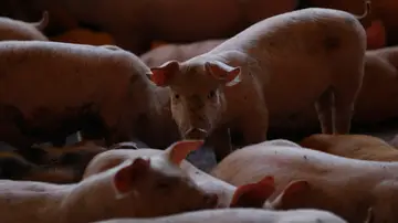 Gripe porcina en España. Gripe porcina en España.