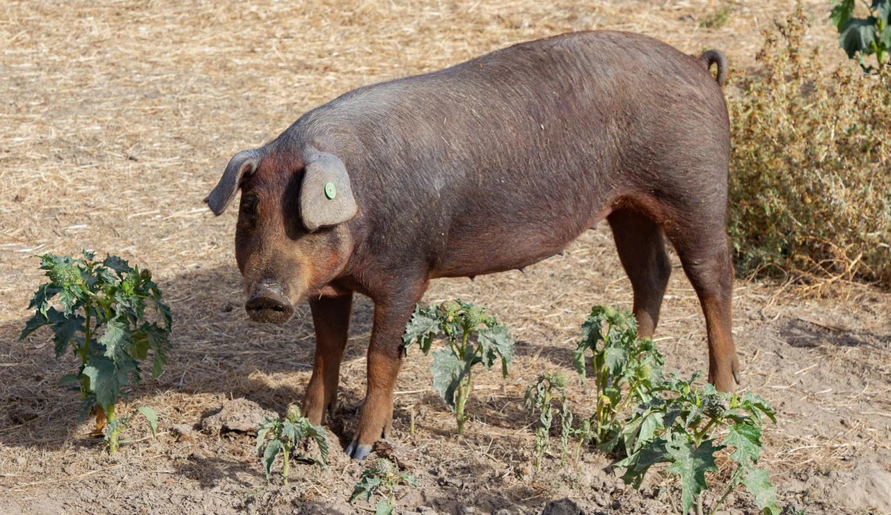 Expertos veterinarios de la UE viajan mañana a Cataluña para dar apoyo frente a la peste porcina africana