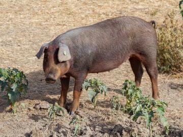 Peste porcina africana