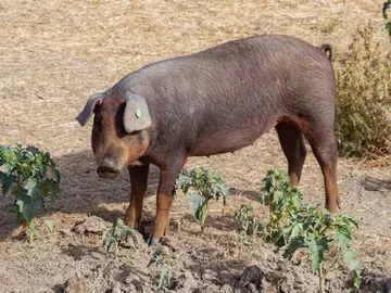 Peste porcina africana Peste porcina africana