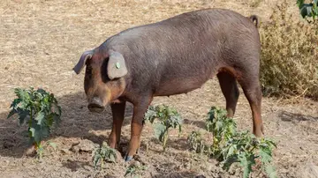 Expertos veterinarios de la UE viajan mañana a Cataluña para dar apoyo frente a la peste porcina africana Expertos veterinarios de la UE viajan mañana a Cataluña para dar apoyo frente a la peste porcina africana