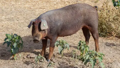 Expertos veterinarios de la UE viajan mañana a Cataluña para dar apoyo frente a la peste porcina africana Expertos veterinarios de la UE viajan mañana a Cataluña para dar apoyo frente a la peste porcina africana
