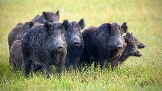 Cantabria est&aacute; libre de peste porcina africana pero adopta medidas, con recomendaciones obligatorias para la caza