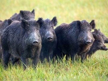 Cantabria está libre de peste porcina africana pero adopta medidas, con recomendaciones obligatorias para la caza