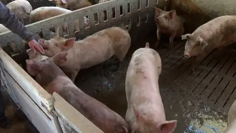 Peste porcina Peste porcina