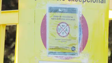 Peste porcina Peste porcina