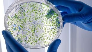 Bacterias multirresistentes 