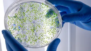 Bacterias multirresistentes