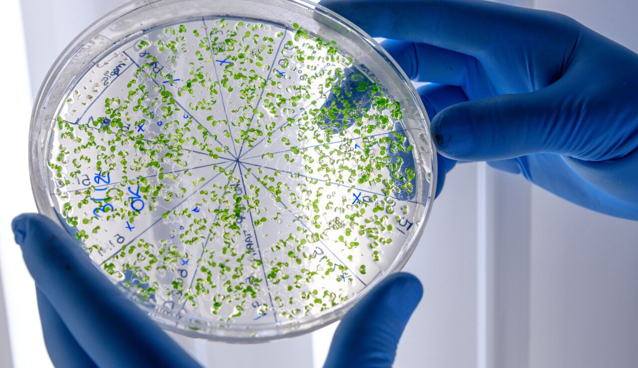 Bacterias multirresistentes 