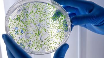 Bacterias multirresistentes 