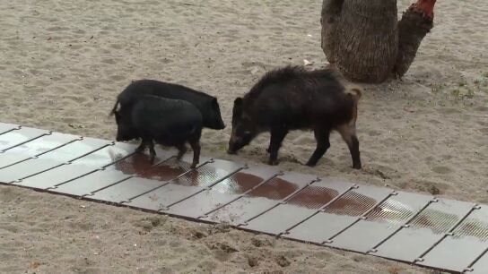 Jabal&iacute;es en Barcelona