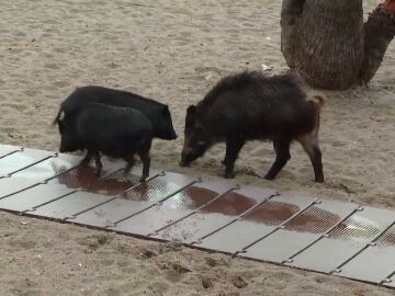 Jabal&iacute;es en Barcelona