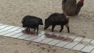 Jabalíes en Barcelona