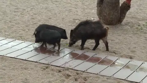 Jabalíes en Barcelona Jabalíes en Barcelona